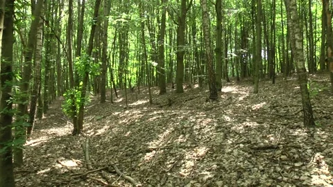 Young mixed forest. Lots of dry foliage on the ground. Video stock 105070975