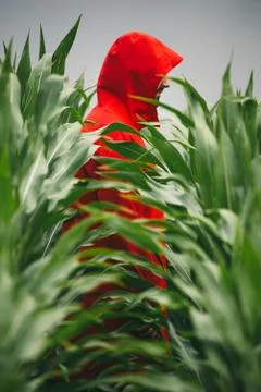 Young model in a bright jacket in a corn field Stock Photos