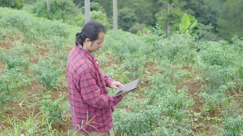 Young modern farmer use tablet displaying crop data in a red chili farm Stock Footage 309915425