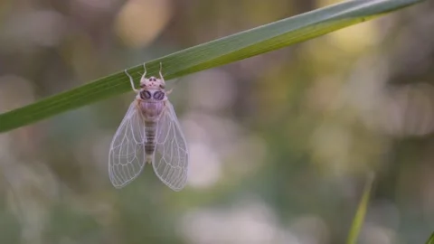 Young molted Cicada Cicadoidea Hemiptera insect on the grass 4K video Stock Footage 95894812