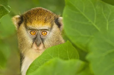 A young mona monkey, cercopithecus mona, hiding in foliage at the boabeng-fie Foto stock