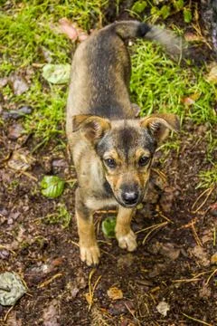 A young mongrel dog Stock Photos