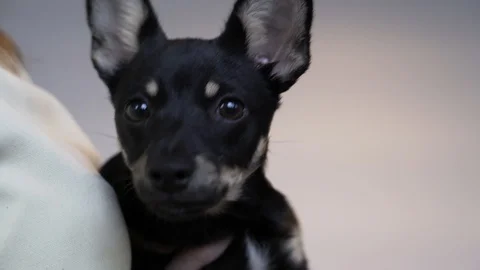 A young mongrel at home Video stock 106944659