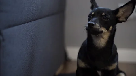 A young mongrel at home Stock Footage 106952994