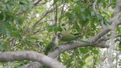 Young Monk Parakeets Allopreening on Tree Branch in Argentina Video stock 337994048