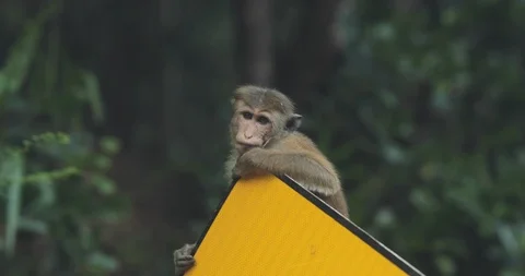 Young monkey against tropic Stock Footage 108633085