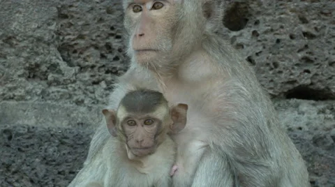 Young Monkey and Mother 스톡 동영상 65966338