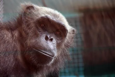 Young monkey in a cage Stock Photos
