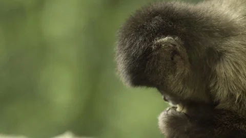 Young monkey caressing the other monkey's body Stock Footage 77803973