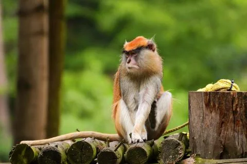 Young monkey Cercopithecini Stock Photos