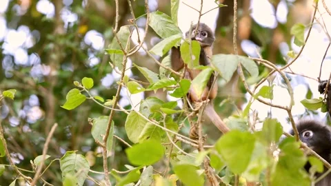 Young monkey climbing tree amidst lush green leaves. Dusky leaf monkey Stock Footage 303819045