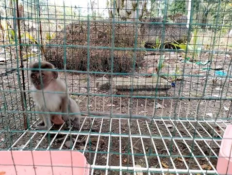 A Young Monkey Confined Within a Wire Cage Stock Photos