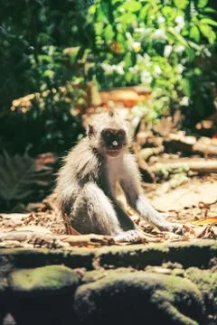 A young monkey with a cute face sits on the sun-warmed rocks Stock Photos