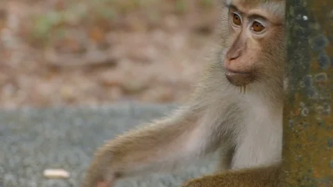 Young monkey eating coconut Stock Footage 79251717