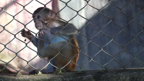 Young monkey eating a green leaf, then scratching, shot through a wire zoo fence Stock Footage 320588102
