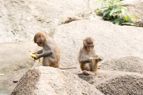 Young monkey eats mango on rocky stone surface in hainan national park. hun.. Stock Photos