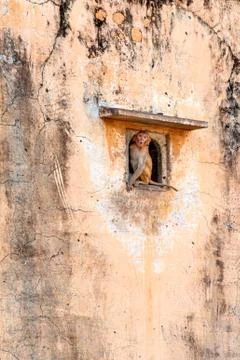 Young monkey emerges from window Stock Photos