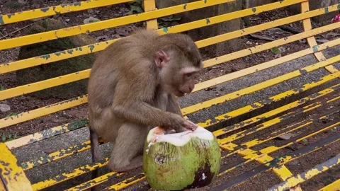 A young monkey enjoys a coconut on a bench in a tropical park. Stock Footage 337925490