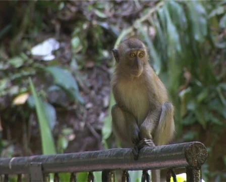 Young Monkey Stock Footage 118423