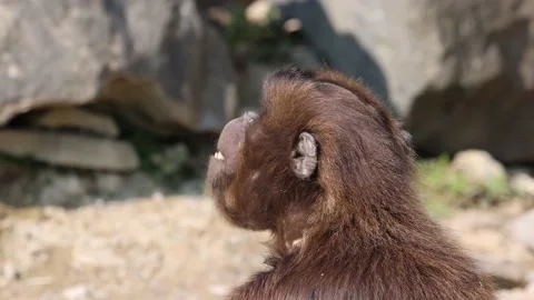 A young monkey from the gelada group does some gymnastics. 動画素材 220946845