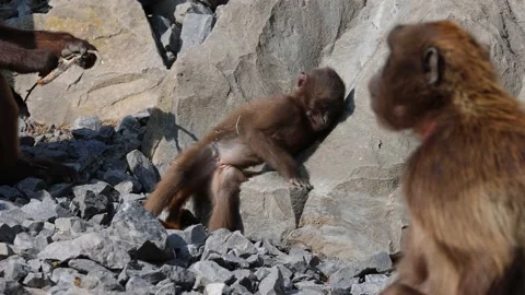 A young monkey from the gelada group does some gymnastics. 動画素材 220946847