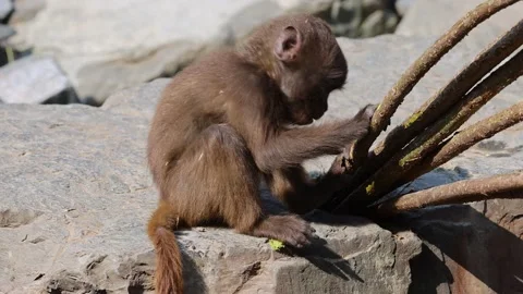 A young monkey from the gelada group does some gymnastics. 動画素材 220947171
