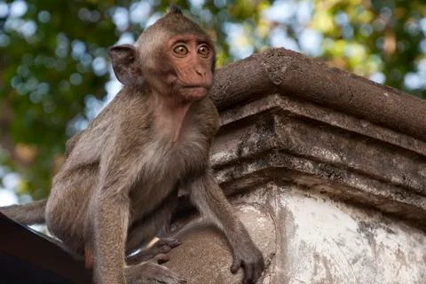 Young monkey getting ready to leap from wall at Wat Sampeou Stock Photos