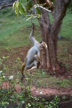 A young monkey hanging on a tree in forest Stock Photos