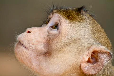 Young monkey look up in the sky Foto stock