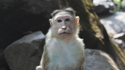 Young monkey looking sad and facing the camera against a backdrop of rocks Stock Photos