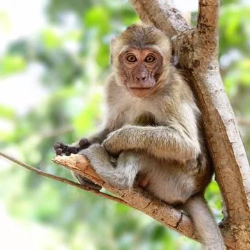 Young monkey Monkey (Macaque rhesus) sitting on the tree Copyright: xZoona... Stock Photos