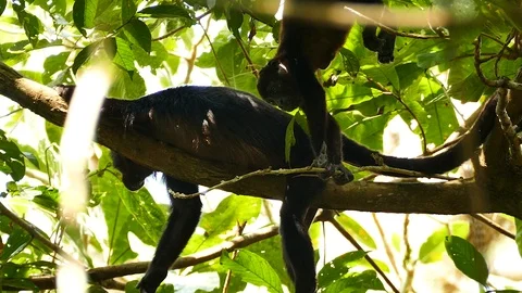 Young monkey more active than nearby adult who is resting Stock Footage 123620024