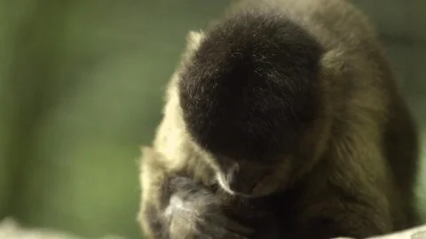 Young monkey nibbling over his leg Stock-Footage 77803990