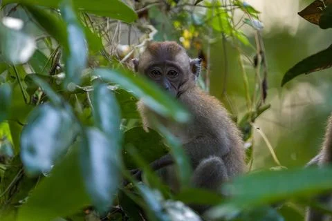 Young monkey peers through dense green foliage Stock Photos