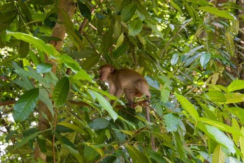 Young monkey perches among dense green leaves Foto stock