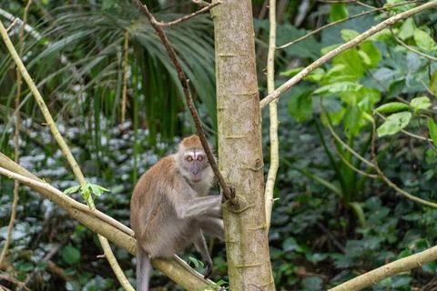 Young monkey perches on tree branch in lush green forest Stock Photos