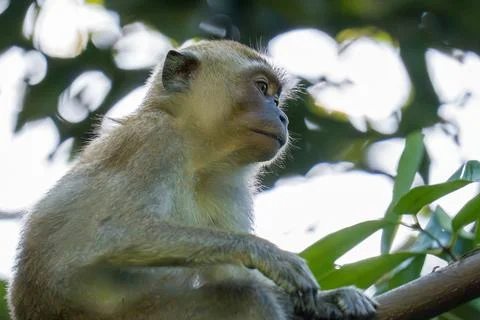 Young monkey perches on tree branch, gazing thoughtfully Stock Photos