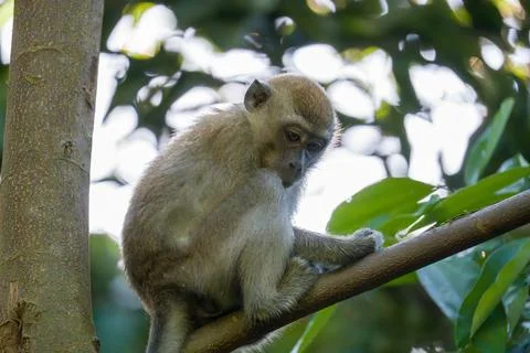 Young monkey perches on a tree branch Stock Photos
