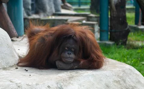 Young monkey Stock Photos