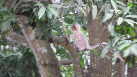 A young monkey playing Stock Footage 320002017