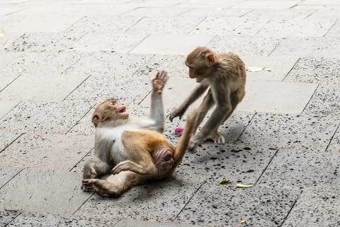 Young monkey plays with peer on paved stone ground. playful monkey wrestles w Stock Photos
