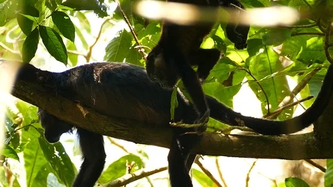 Young monkey scratching while hanging upside down near parent Video stock 123620112