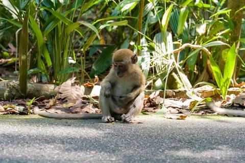 Young monkey sits on paved path Stock Photos