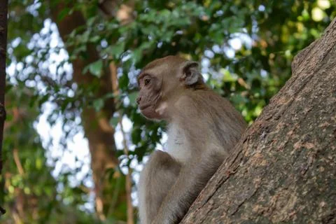 Young monkey sits on a tree Stock Photos