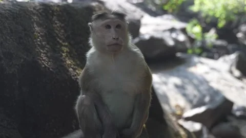 Young monkey sitting against a backdrop of rocks Stock Footage 241602696