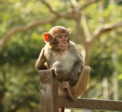 Young monkey sitting and looking Stock Photos