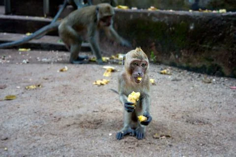 Young monkey sitting on the ground and eating banana Foto stock