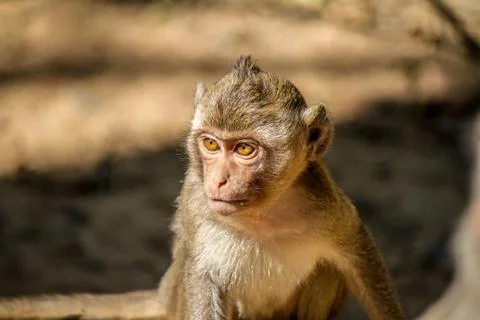 Young monkey sitting on the ground Foto stock