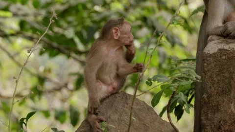 Young monkey sitting on a rock is scratching its body Stock Footage 305384379