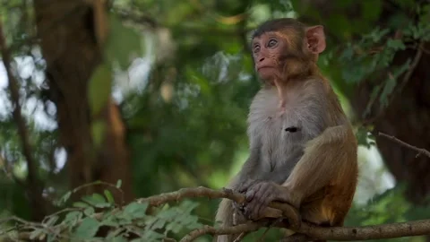 Young monkey sitting on tree branch in forest Video stock 332612115